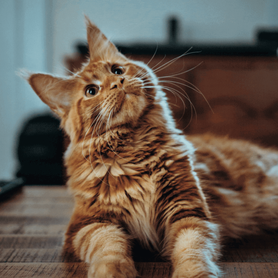 Tell Your Story cards by Appreciating Change, sold on the Positive Psychology Shop